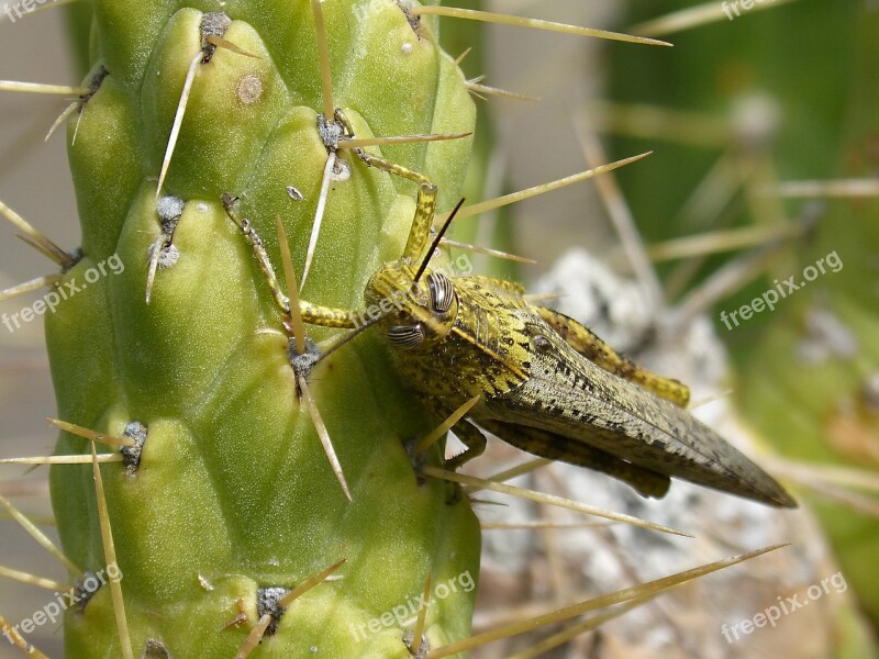 Grasshopper Lobster Detail Eyes Grated Cactus