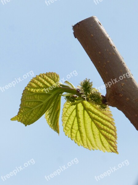 Leaves Outbreaks Mulberry Moral Tender Leaves