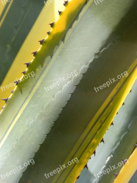 Cactus Agave Atzavara Background Texture