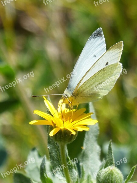 Butterfly Libar Pollen Dandelion Blanquita Of Cabbage