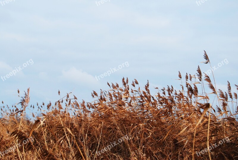 Weser Wind Bremen Reed Sky