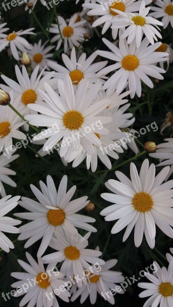 Chrysanthemum Four Seasons Small Daisy Free Photos