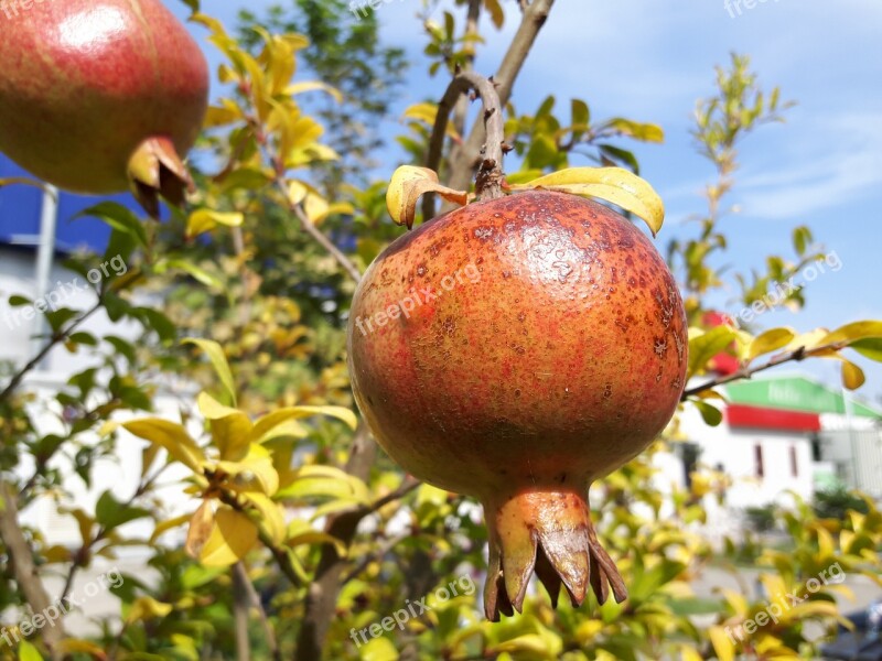 Pomegranate Pomegranate Blossom Fruit Free Photos