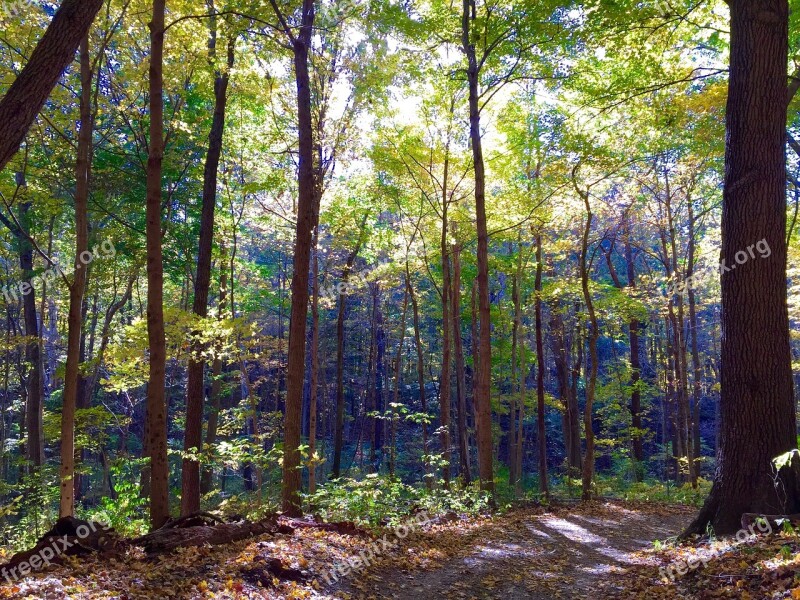 Forest Trees Nature Sunlight Forest Trees