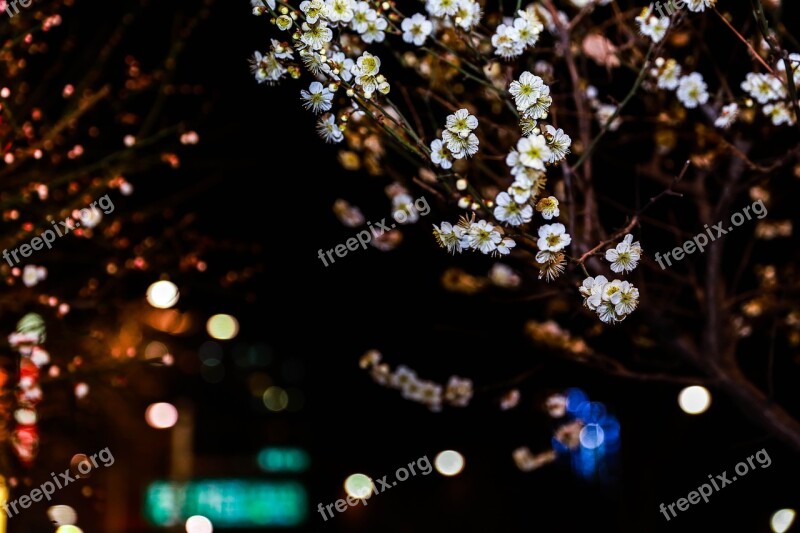 Flowers Plum Cherry Blossom Flower Tree Plum Flower