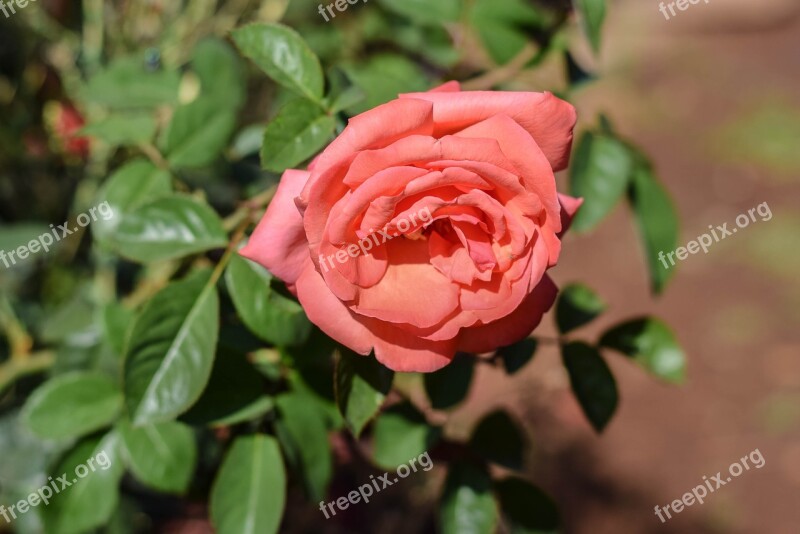 Rose Red Nature Red Rose Flower