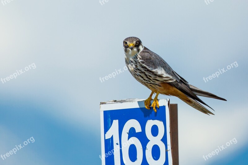 Bird Strawberries Falcon Road Number Signs Dauntless Khuvsgul Region