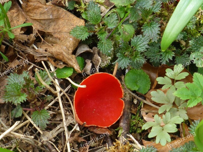 Mushroom Orange-red Becherling Rarely Protected Spring