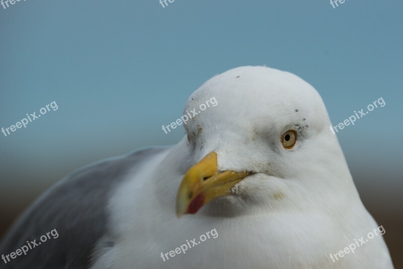 Herring Gull Larus Argentatus Portrait Head Eyes Seagull