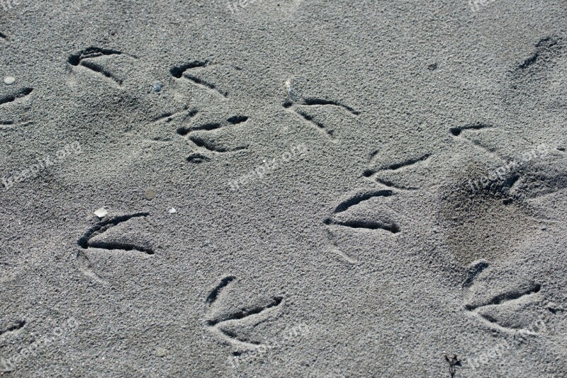 Beach Tracks In The Sand Footprints Sand Reprint