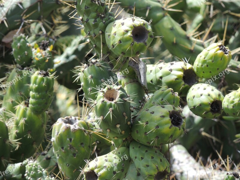 Cactus Unique Openings Holes Botany