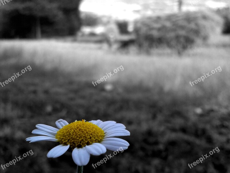 Daisy Flower Selective Color Plant Free Photos