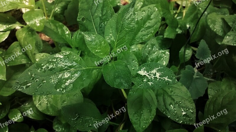 Plants Rain Leaf Garden Dew