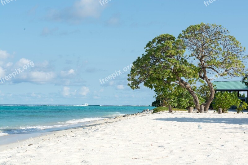 Beach Dharavandhoo Baa Maldives Free Photos