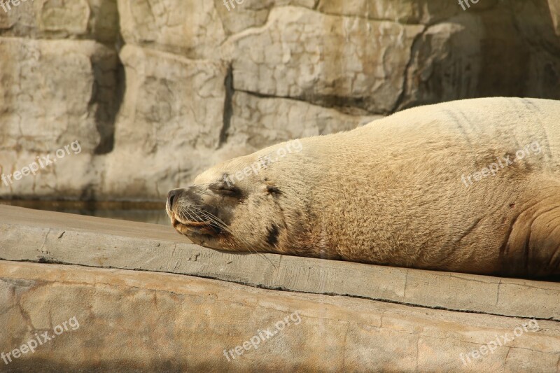 The Steller Sea Lion Summer Zoo Moscow Zoo Free Photos