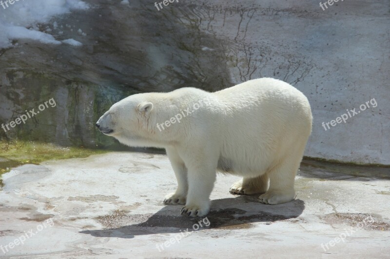 Bear White Bear Zoo Summer Animal