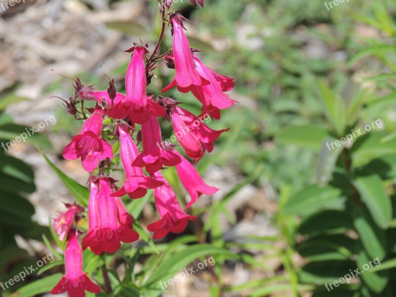 Bell Flowers Pink Blossom Floral Delicate