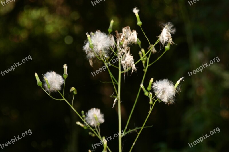 Nature Wildflower Outdoor Flower Spring