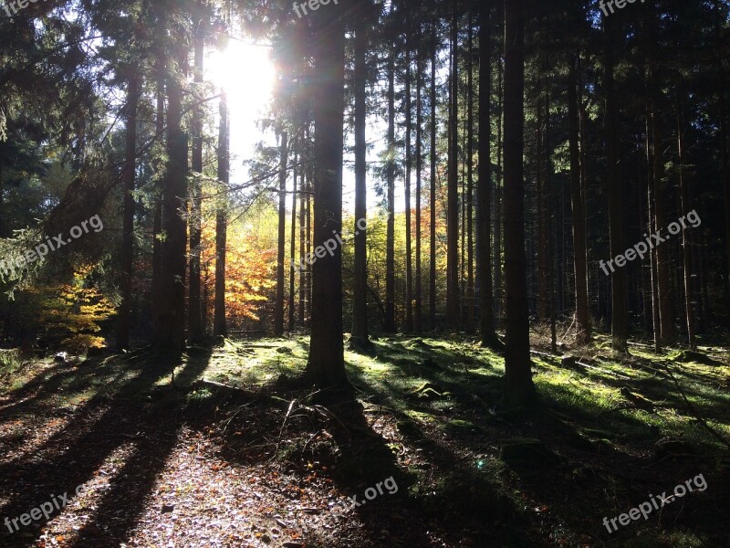 Sun Sunbeam Autumn Mood Forest Flurry