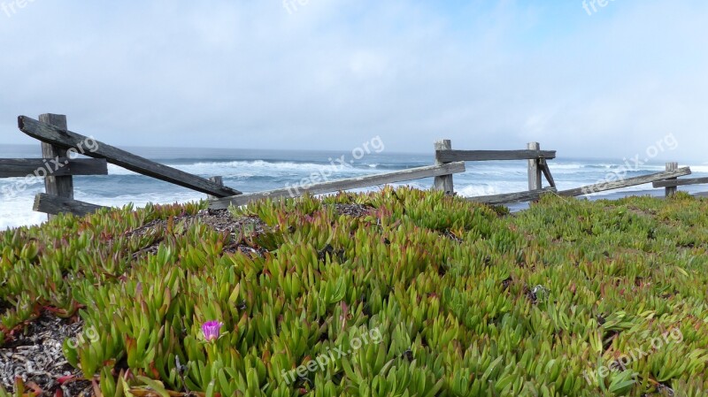 Ice Plant Ocean Fence Free Photos