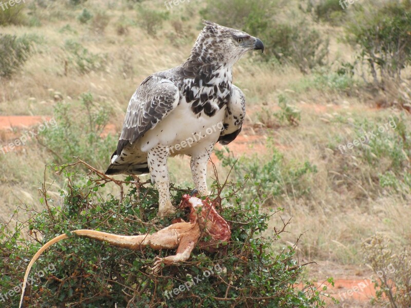 Raptor Adler Africa Martial Eagle Prey