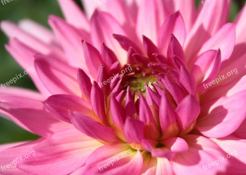 Flower Pink Petals Pink Flowers Plant