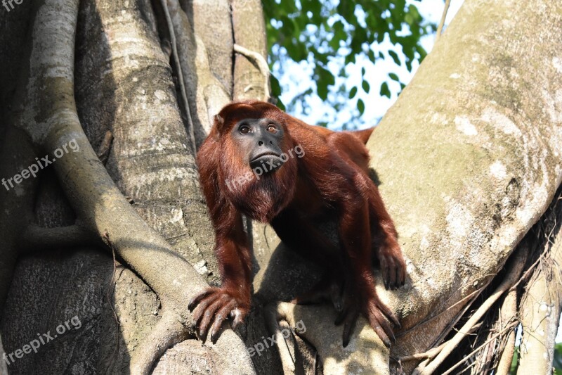 Mono Colorao Primate Monkey Mono Mammals