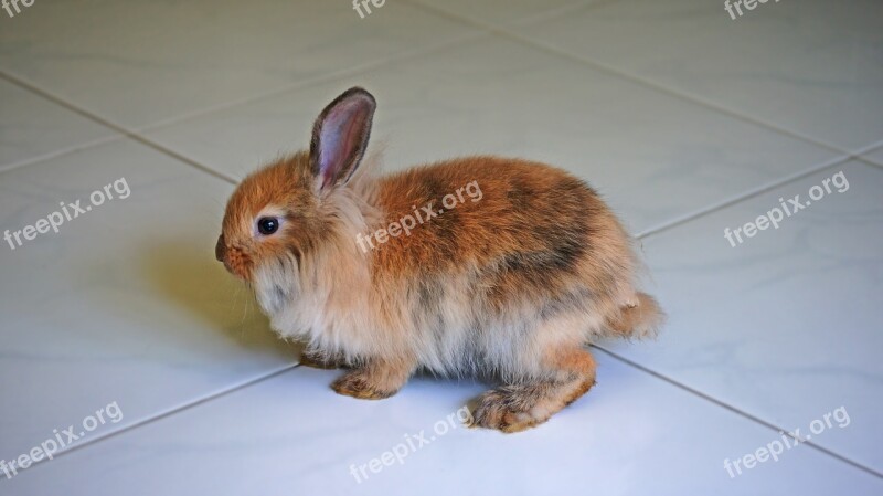 Rabbit Brown Rabbit Pet Animal Cute