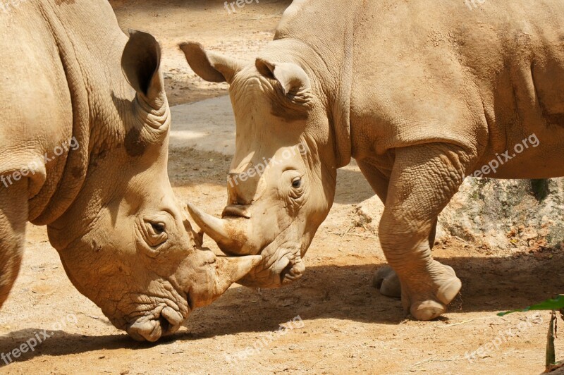 Rhinoceros Singapore Zoo Zoo Wildlife Horn