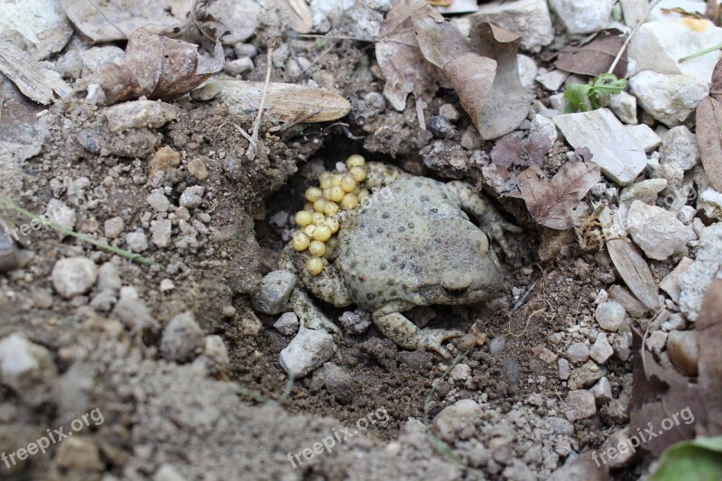 Toad Animals Gerardo Free Photos