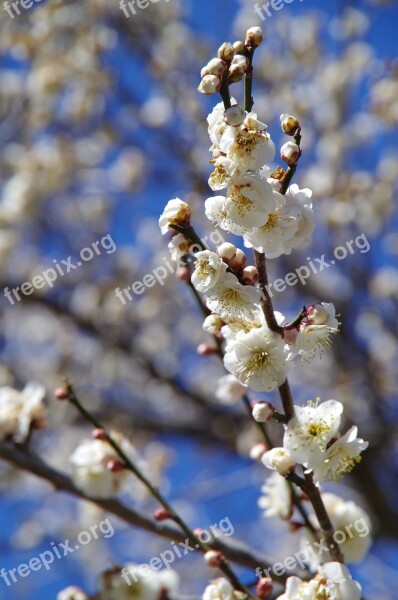 Flowers Plum Spring Plum Blossoms Pink