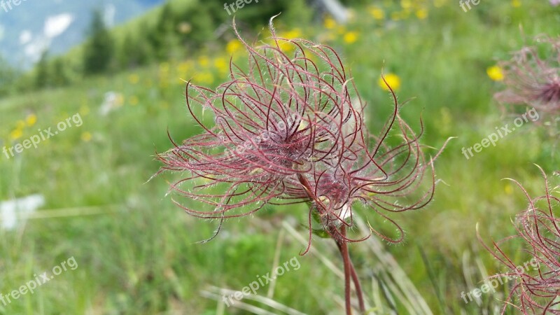 Weeds Plants Nature Free Photos