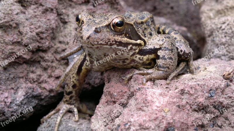 Frog Brown Animals Brown Frog Amphibians