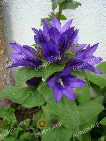 The Skein-bell Flower Bellflower Flower Violet Free Photos