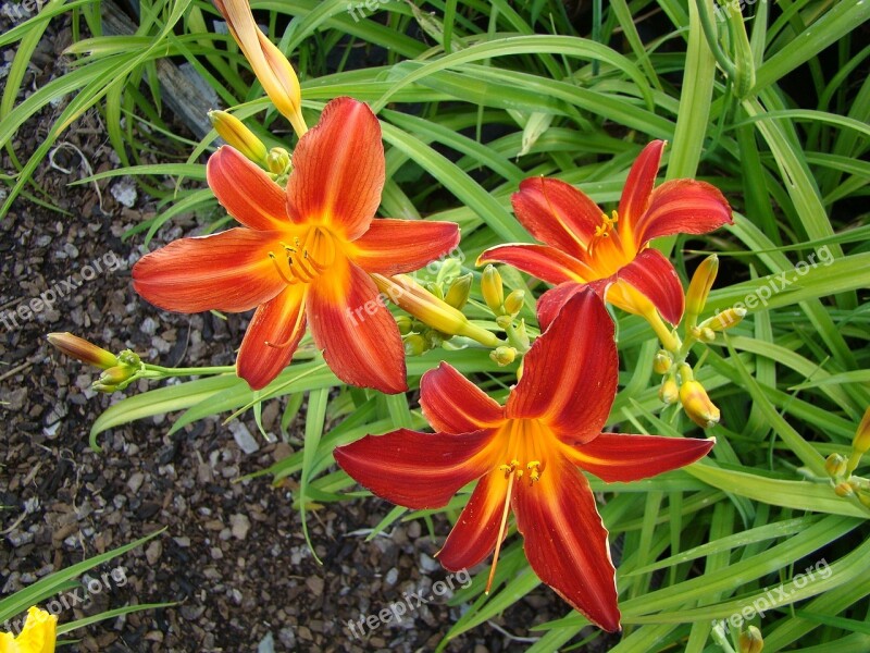 Daylily Lilies Flower Red Orange