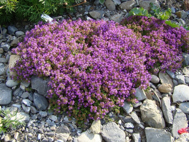 Thyme Plant Flowers Pink Stone Garden