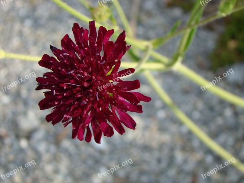 Pincushion Flower Flower Blossom Bloom Red