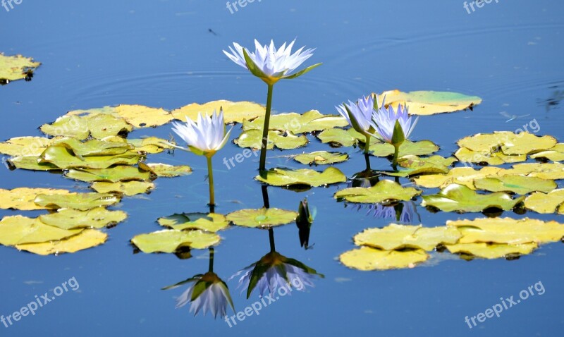 Blue Water Lilly Nature Water Background