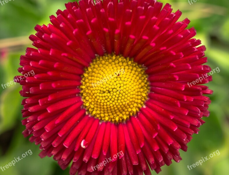 Flowers Plants Red Yellow Spring