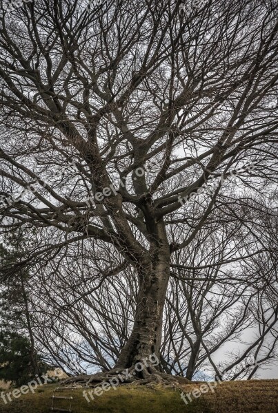 Wood Twig Nature Winter Plants