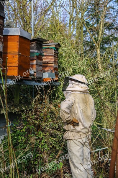 Beekeeper Honey Hives Bees Nature