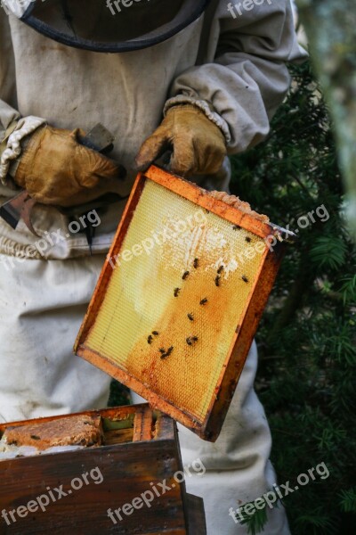 Beekeeper Honey Hive Bees Nature