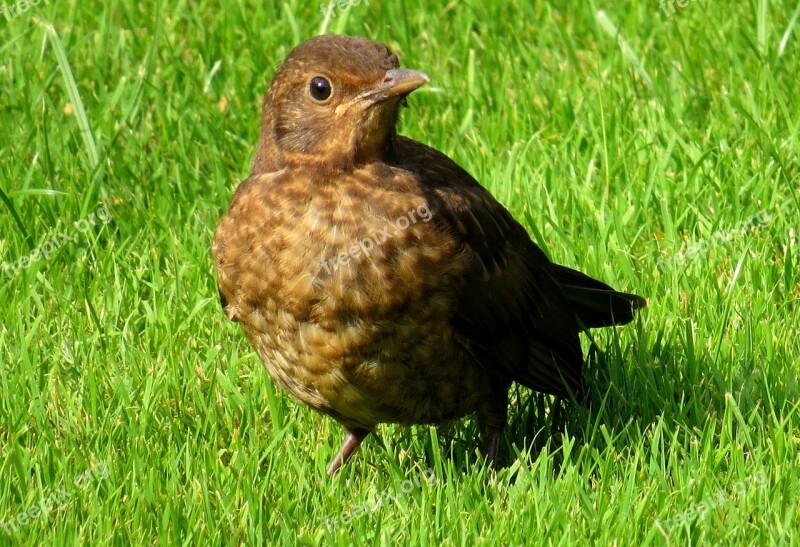 Blackbird Bird Meadow Songbird Spring