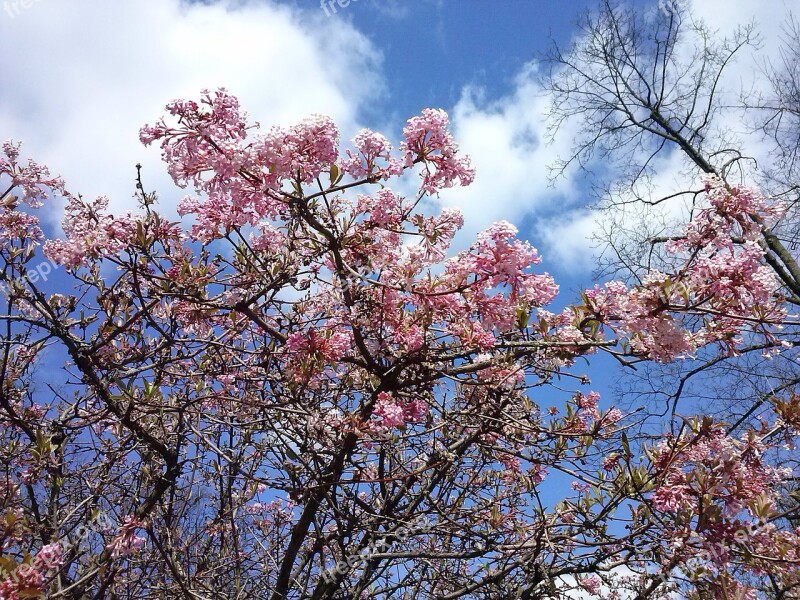 Cherry Blossoms Sky Blue Spring Free Photos