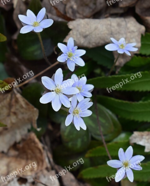 Hepatica Wildflower Flower Blossom Bloom