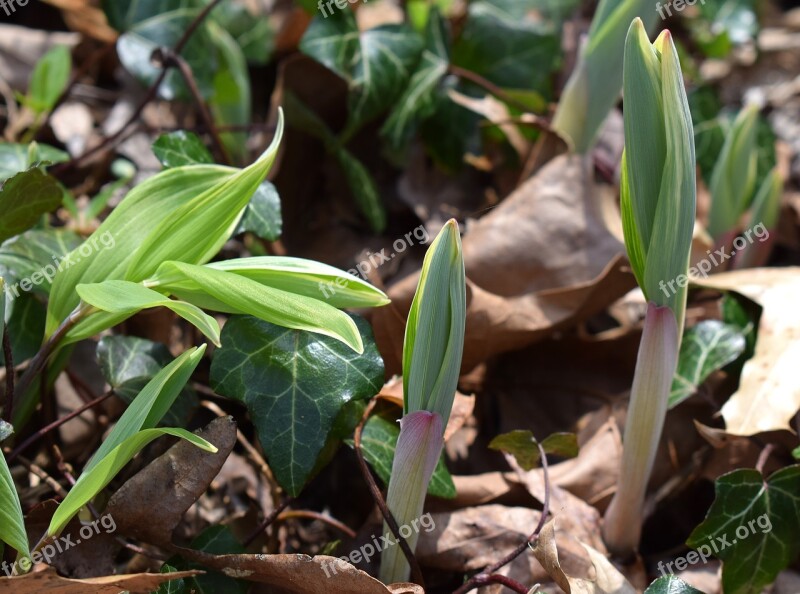 Solomon Seal Sprouts Solomon Seal Wildflower Sprout Spring