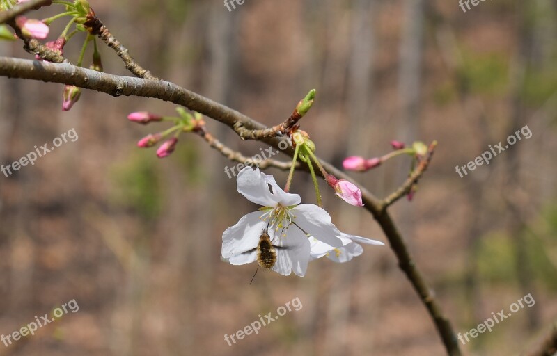 Wild Cherry Blossoms With Bee Wild Cherry Cherry Tree Buds