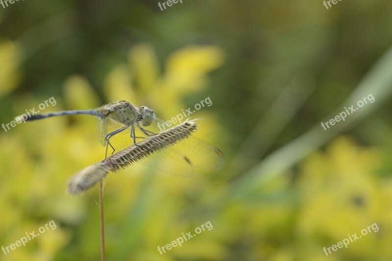 Dragon Fly Dry Grass Field Insect Krishnendu Pramanick Macro