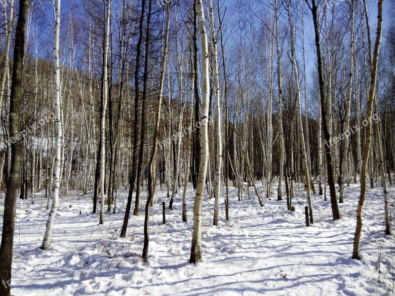 Harbin Woods Snow Free Photos