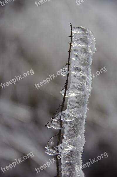 Eisraupe Ice On The Branch Iced Aesthetic Branches